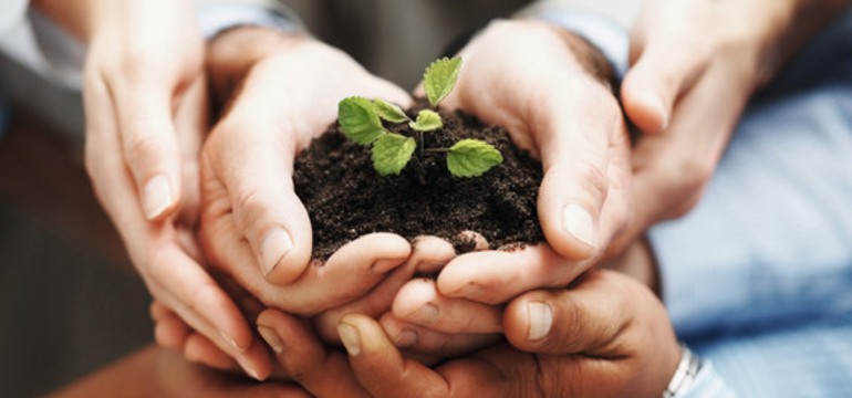 flera händer som håller en planta